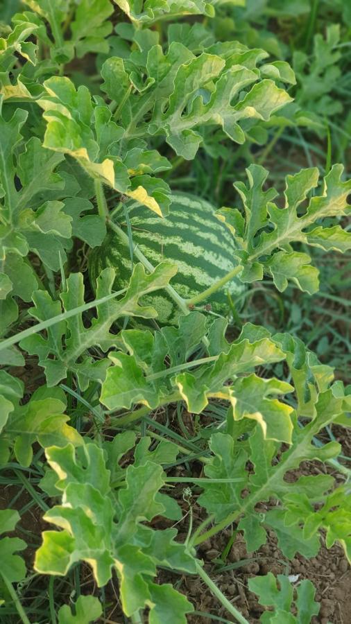Azienda Agricola I Peperoncini Alghero Exteriör bild