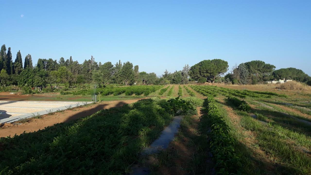Azienda Agricola I Peperoncini Alghero Exteriör bild